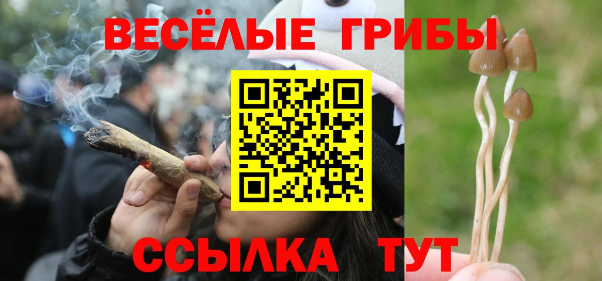 Галлюциногенные грибы Psilocybe  Псилоцибиновые грибы прущие грибы  Вход с VPN  Михайловка 